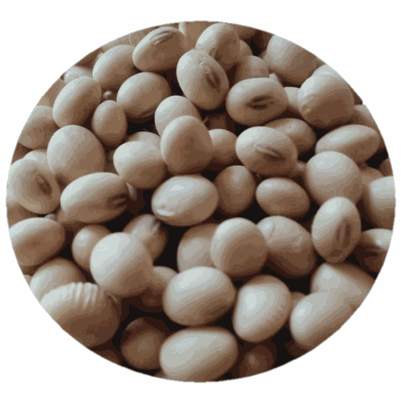 Soya Bean Seeds 250g